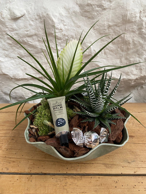 Samanplanting