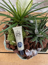 Samanplanting