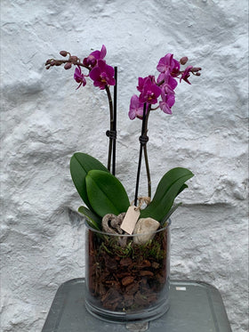 Orkidé í glaspotti